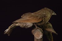 藏品(斑文鳥)的圖片